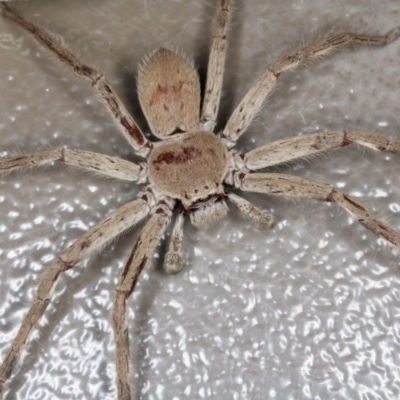Isopeda (genus) (Huntsman Spider) at Forde, ACT - 19 Feb 2017 by CedricBear