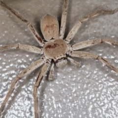 Isopeda sp. (genus) (Huntsman Spider) at Forde, ACT - 19 Feb 2017 by CedricBear