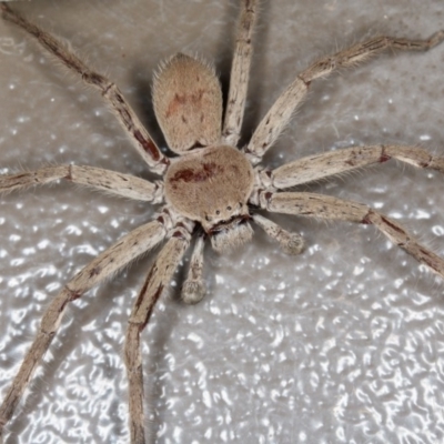 Isopeda sp. (genus) (Huntsman Spider) at Mulligans Flat - 19 Feb 2017 by CedricBear