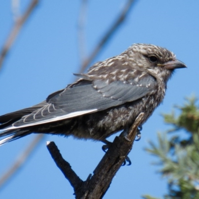 Artamus cyanopterus cyanopterus (Dusky Woodswallow) at Mulligans Flat - 20 Feb 2017 by CedricBear