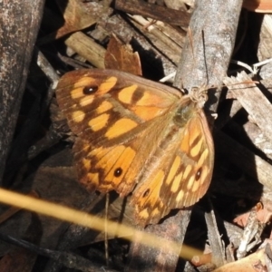 Geitoneura klugii at Rendezvous Creek, ACT - 19 Feb 2017 10:12 AM