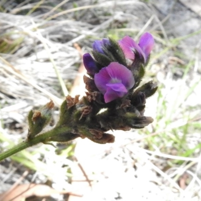 Cullen microcephalum (Dusky Scurf-pea) at Rendezvous Creek, ACT - 19 Feb 2017 by JohnBundock