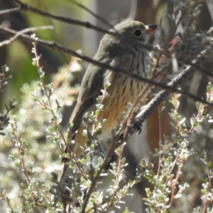 Pachycephala rufiventris at Rendezvous Creek, ACT - 19 Feb 2017