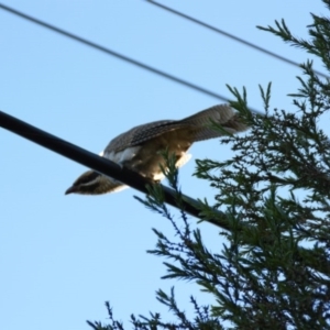 Eudynamys orientalis at O'Connor, ACT - 20 Feb 2017 12:00 AM