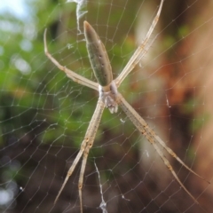 Argiope protensa (Long-tailed Argiope) at Pollinator-friendly garden Conder - 8 Jan 2017 by michaelb