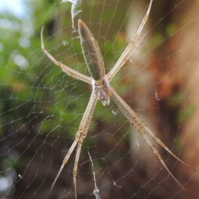 Argiope protensa (Long-tailed Argiope) at Pollinator-friendly garden Conder - 8 Jan 2017 by michaelb