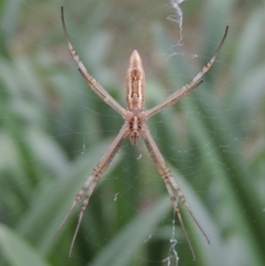 Argiope protensa at Conder, ACT - 9 Jan 2017