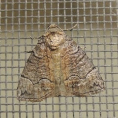 Dysbatus undescribed species (A Line-moth) at Pollinator-friendly garden Conder - 25 Jan 2017 by michaelb