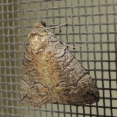 Dysbatus undescribed species at Conder, ACT - 25 Jan 2017 11:32 PM