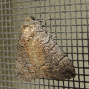 Dysbatus undescribed species at Conder, ACT - 25 Jan 2017 11:32 PM