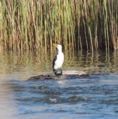 Microcarbo melanoleucos (Little Pied Cormorant) at Paddys River, ACT - 28 Oct 2015 by MichaelBedingfield