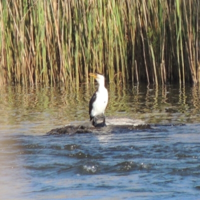 Microcarbo melanoleucos (Little Pied Cormorant) at Paddys River, ACT - 28 Oct 2015 by michaelb