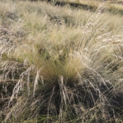 Poa labillardierei (Common Tussock Grass, River Tussock Grass) at Paddys River, ACT - 19 Feb 2017 by michaelb