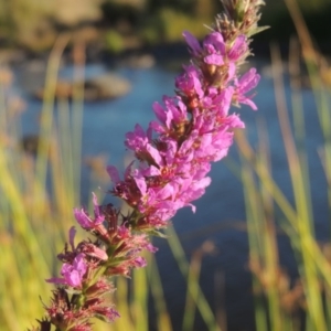 Lythrum salicaria at Paddys River, ACT - 19 Feb 2017