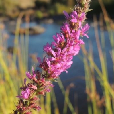 Lythrum salicaria (Purple Loosestrife) at Paddys River, ACT - 19 Feb 2017 by michaelb