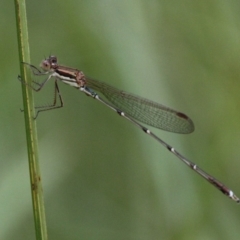 Austrolestes analis (Slender Ringtail) at Cotter River, ACT - 6 Feb 2017 by HarveyPerkins