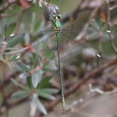 Synlestes weyersii (Bronze Needle) at Cotter River, ACT - 6 Feb 2017 by HarveyPerkins