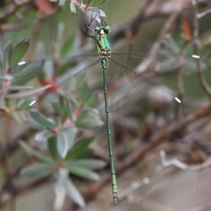 Synlestes weyersii at Cotter River, ACT - 6 Feb 2017