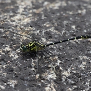 Hemigomphus gouldii at Cotter River, ACT - 6 Feb 2017 11:06 AM