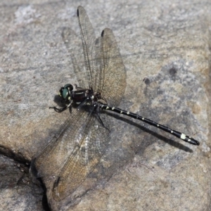 Eusynthemis brevistyla at Cotter River, ACT - 6 Feb 2017