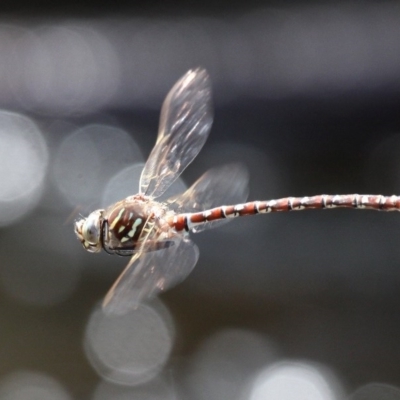 Austroaeschna unicornis (Unicorn Darner) at Cotter River, ACT - 6 Feb 2017 by HarveyPerkins