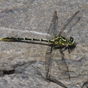 Austrogomphus guerini at Cotter River, ACT - 6 Feb 2017 11:40 AM