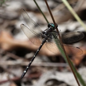 Eusynthemis guttata at Cotter River, ACT - 6 Feb 2017