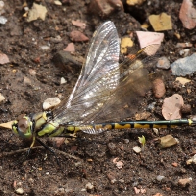 Hemicordulia tau (Tau Emerald) at Cotter River, ACT - 6 Feb 2017 by HarveyPerkins