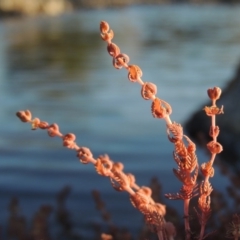 Myriophyllum verrucosum (Red Water-milfoil) at Point Hut to Tharwa - 19 Feb 2017 by michaelb