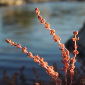 Myriophyllum verrucosum at Gordon, ACT - 19 Feb 2017