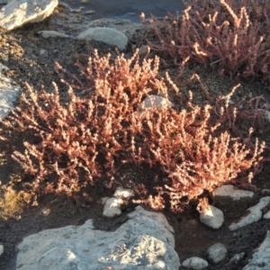 Myriophyllum verrucosum at Gordon, ACT - 19 Feb 2017