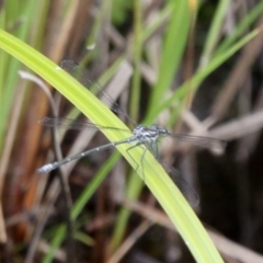 Austroargiolestes icteromelas (Common Flatwing) at Cotter River, ACT - 6 Feb 2017 by HarveyPerkins