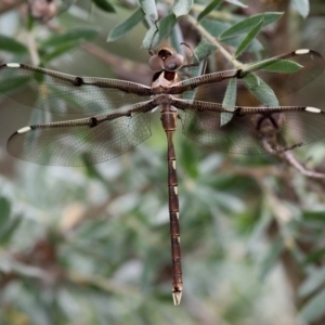 Telephlebia brevicauda at Cotter River, ACT - 6 Feb 2017