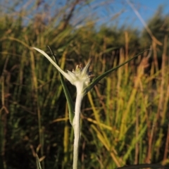 Euchiton involucratus (Star Cudweed) at Paddys River, ACT - 19 Feb 2017 by michaelb