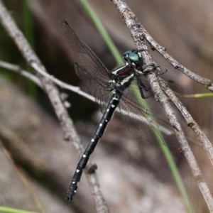 Eusynthemis guttata at Cotter River, ACT - 6 Feb 2017 02:29 PM