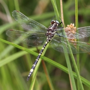 Synthemis eustalacta at Cotter River, ACT - 6 Feb 2017 02:34 PM