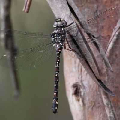 Austroaeschna multipunctata (Multi-spotted Darner) at Cotter River, ACT - 6 Feb 2017 by HarveyPerkins