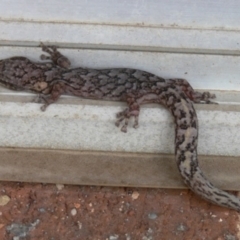 Christinus marmoratus (Southern Marbled Gecko) at Kambah, ACT - 29 Dec 2006 by HarveyPerkins