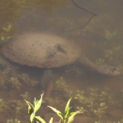 Chelodina longicollis (Eastern Long-necked Turtle) at Paddys River, ACT - 6 Feb 2016 by HarveyPerkins