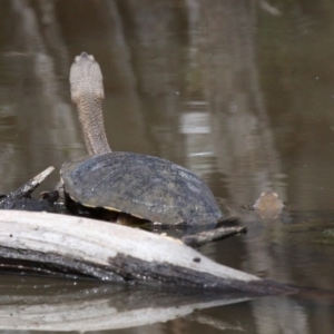 Chelodina longicollis at Symonston, ACT - 24 Sep 2016