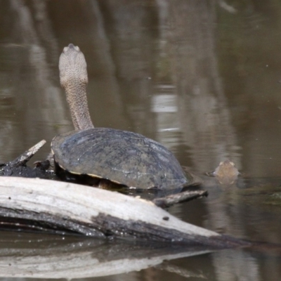 Chelodina longicollis (Eastern Long-necked Turtle) at Callum Brae - 24 Sep 2016 by HarveyPerkins