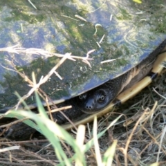 Chelodina longicollis (Eastern Long-necked Turtle) at QPRC LGA - 7 Jan 2010 by HarveyPerkins