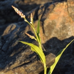 Persicaria decipiens (Slender Knotweed) at Paddys River, ACT - 19 Feb 2017 by michaelb