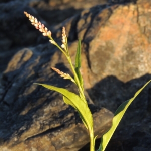 Persicaria decipiens at Paddys River, ACT - 19 Feb 2017