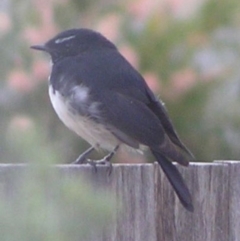Rhipidura leucophrys (Willie Wagtail) at Ngunnawal, ACT - 6 Oct 2001 by GeoffRobertson