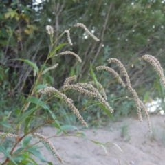 Persicaria lapathifolia (Pale Knotweed) at Point Hut to Tharwa - 19 Feb 2017 by michaelb