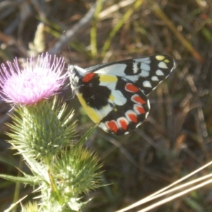 Delias aganippe at Rendezvous Creek, ACT - 16 Feb 2017 09:44 AM