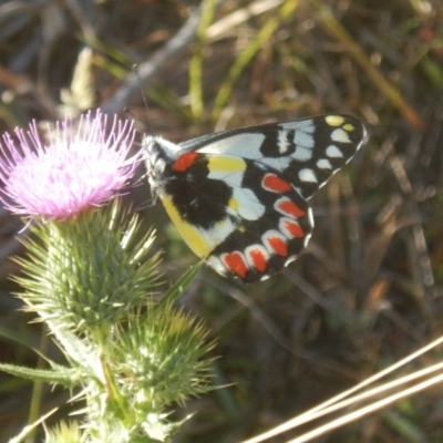 Delias aganippe (Spotted Jezebel) at Namadgi National Park - 15 Feb 2017 by MichaelMulvaney
