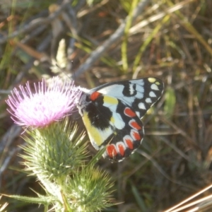 Delias aganippe at Rendezvous Creek, ACT - 16 Feb 2017 09:44 AM