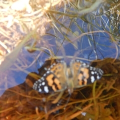 Vanessa kershawi (Australian Painted Lady) at Booth, ACT - 16 Feb 2017 by MichaelMulvaney